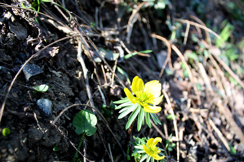 Le prime fioriture primaverili